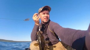 Умба. Белое море. Рыбалка на треску!Горбуши нет.