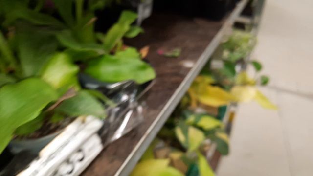 ОРХИДЕИ В ЛЕРУА.УЛ.НОВОРОССИЙСКАЯ//04.04.24// смотреть онлайн