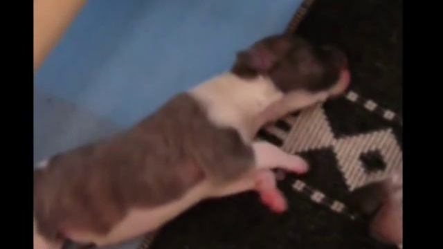 Whippets  Уиппеты