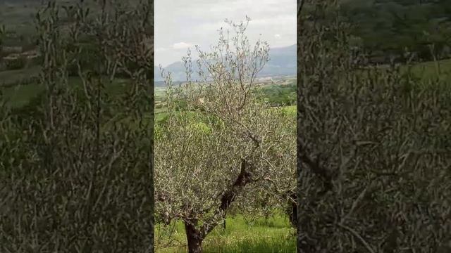 песня из греческого фильма То долома с участием прекрасной актрисы Алики Вуюклаки смотреть онлайн