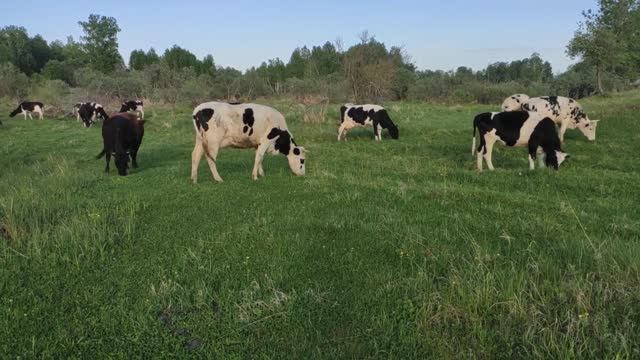 На лугу пасутся коровы , домашние животные, природа смотреть онлайн