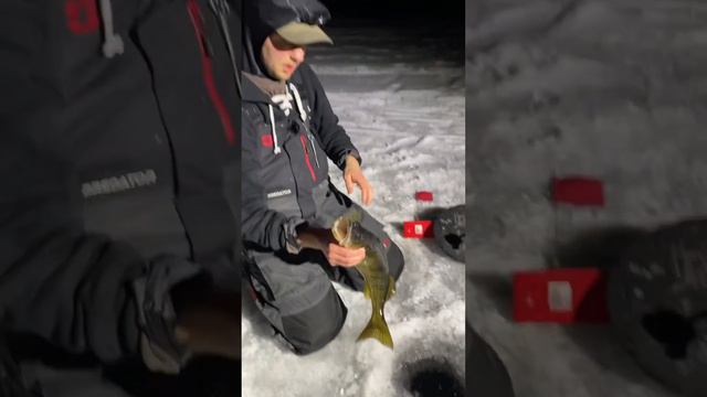 EARLY ICE Walleye Fishing at Night смотреть онлайн