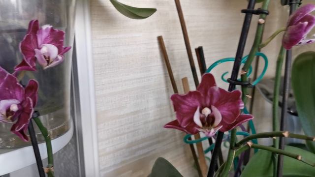 Орхидеи цветущие на лоджии в марте. Часть 1. 🌸 смотреть онлайн