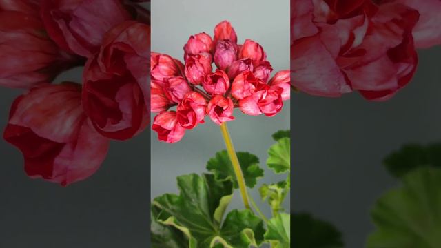 Пеларгонія Victoria Andrea смотреть онлайн