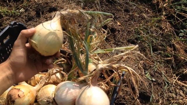 Лук Эксибишен. Технология выращивания лука Эксибишен, от зернышка до луковицы 700 грамм. смотреть онлайн