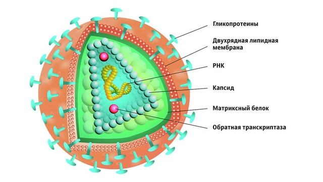 "Вирусы", Биология 7 класс, Сивоглазов смотреть онлайн