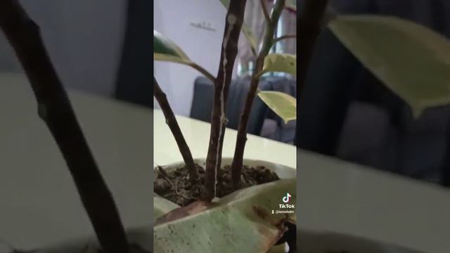 Green Review : Ficus elastica смотреть онлайн