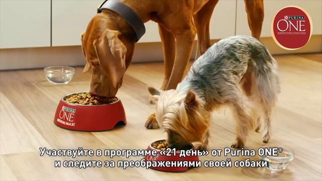 Изменения к лучшему за 21 день с Purina One®