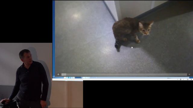 Хромота у кошек и собак что делать. смотреть онлайн