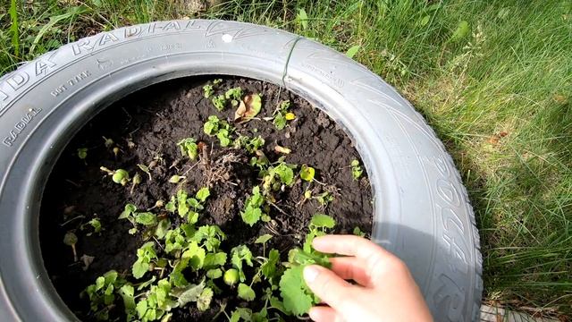 Живем на даче Дачная уборка, готовим на даче, отдых на даче смотреть онлайн