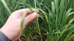 ❓️Появился ли флаговый лист?