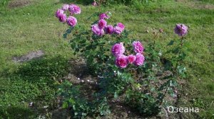 Краткий обзор розы Озеана (Плетистая) - Ozeana (Tantau 2016)