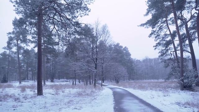 Оголодавшие волки взяли в кольцо в повозку, готовясь учинить расправу, но произошло непостижимое смотреть онлайн