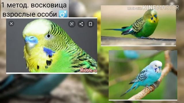 Как определить пол волнистых попугайчиков( 4 способа) смотреть онлайн