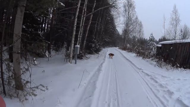 Охота на зайца и лису. Выпуск 10. Сезон 2020-2021г. смотреть онлайн