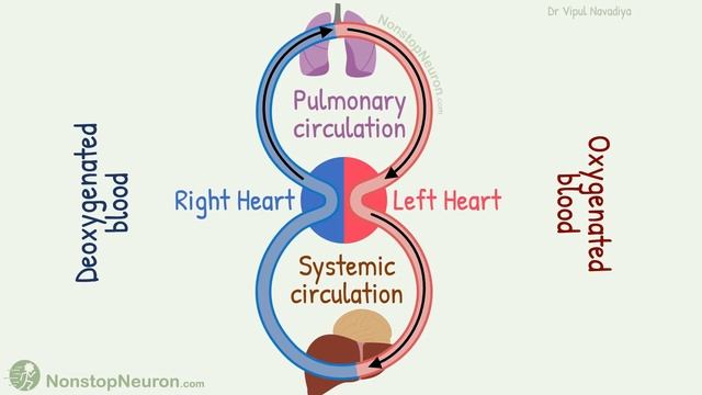 The Simplest way to show the blood circulation || Systemic Circulation & Pulmonary Circulation смотреть онлайн