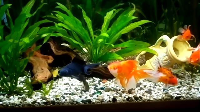 Котэ охраняет золотых рыбок смотреть онлайн