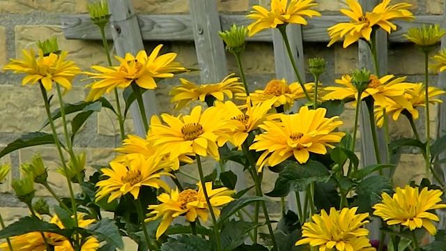 Heliopsis helianthoides 'Summer Sun' смотреть онлайн