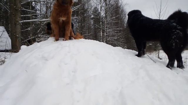 Монгольская овчарка банхар. Игры с папой. смотреть онлайн