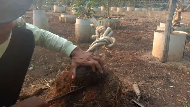 Dongkel Bahan Bonsai Waru Ekstrim di Lahan Ground смотреть онлайн