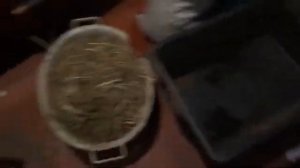 Малек на конском навозе спустя два месяца/Винегрет для червя/Разведение червя дендробена