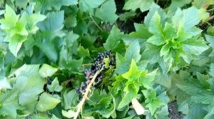 БЕН КОНАН урожайный сорт черной смородины