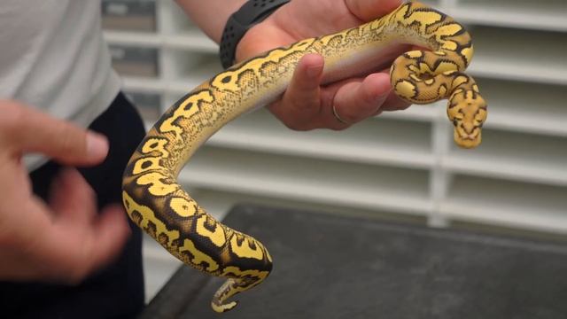 LACE Project Update — The Next Level! | #Hetflix 166 смотреть онлайн