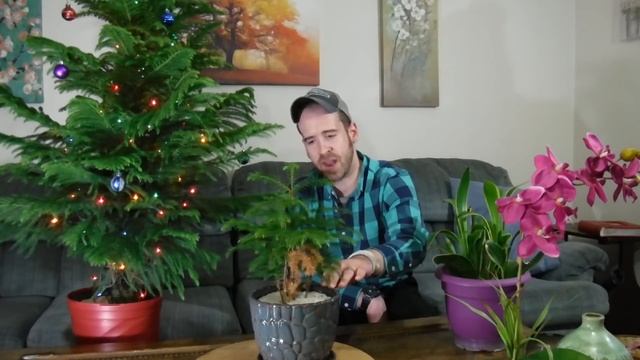 Norfolk Island Pine (Araucaria heterophylla) Care and Information смотреть онлайн