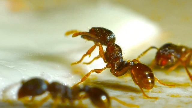 Suara Gajah, harimau, badak, kudanil, bebek kuda, burung gagak, ayam, burung dara, sapi, serigala смотреть онлайн