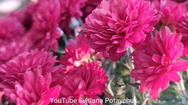 Хризантемы в саду - все тонкости ухода за ними. Хризантема - царица осенних клумб. Шикарный цветок. смотреть онлайн
