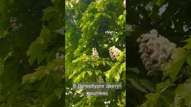 В Петербурге цветут каштаны #4д #четыредевочки #веснавспб #каштан #цветуткаштаны #природа смотреть онлайн