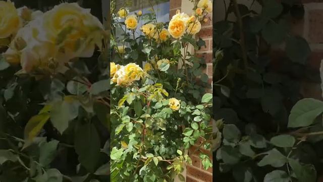 Teasing Georgia David Austin Rose смотреть онлайн