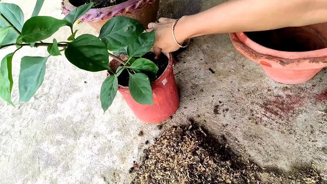 My Tips To Get More Flowers On Bougainvillea🌱//Bougainvillea's Pruning//বগেনভেলীয়া ফুলৰ পৰিচৰ্যা🌱