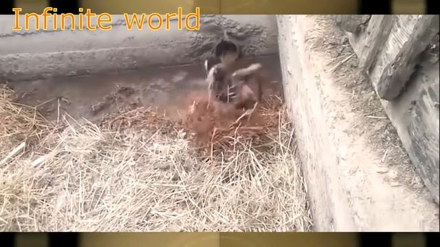 Как видят окружающий мир кошки? смотреть онлайн