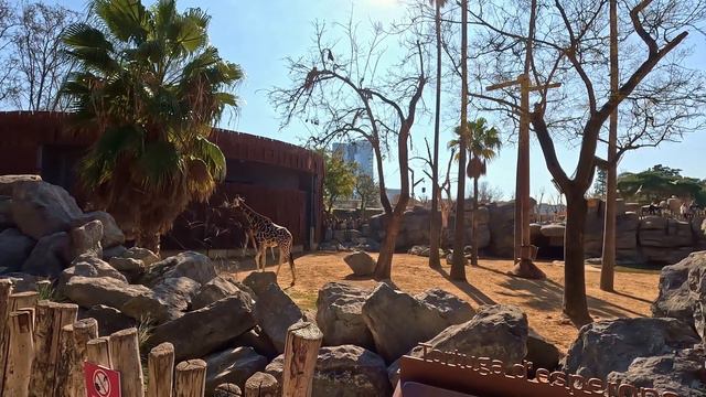 Barcelona Zoo 2023 - One-Hour Tour Throughout the Zoo [4K] смотреть онлайн