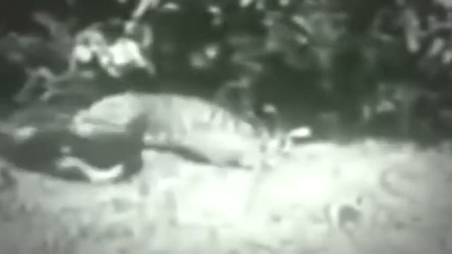 Giant Anaconda vs Lion vs Tiger vs Python Wild Animal Attacks 6 2017 смотреть онлайн