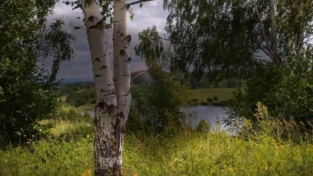 "Березы" Песню исполняет Татьяна Морозова. смотреть онлайн