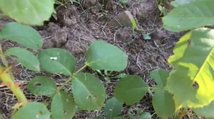 Роза Антон Чехов