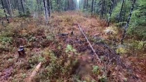 охота на медведя с лайками. весна2023. часть 2