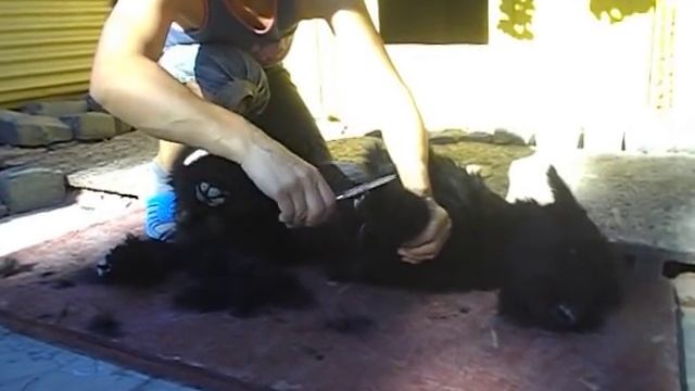 2. Lektion. Erste Trimmen Schnauzer - 7 m.Тримминг щенка, кратко. смотреть онлайн