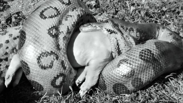 How Strong is an Anaconda? смотреть онлайн
