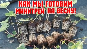 Заготавливаем МИНИТРЕЙ клубники на Весну!