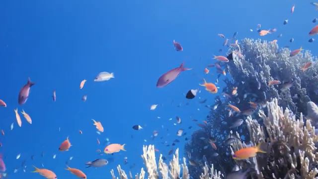 Stunning Underwater footage + Music: RAINBOW REEF 2 - Rare & Colorful Sea Life Ambient Film смотреть онлайн
