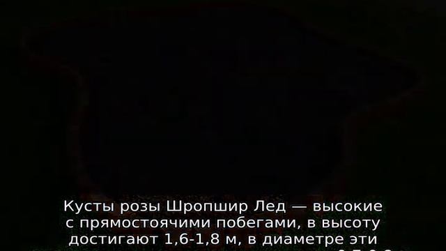 Роза Шропшир Лэд смотреть онлайн
