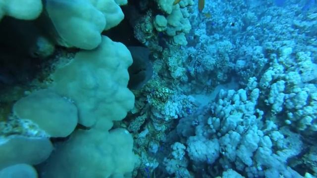 Dangerous Fishs (Murena, Pterois radiata, Pterois volitans) // Red Sea 2019 (Sharm El Sheikh) смотреть онлайн