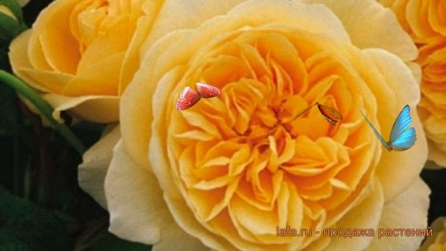 Роза парковая Тизинг Джорджиа ? обзор: как сажать, саженцы розы Тизинг Джорджиа смотреть онлайн