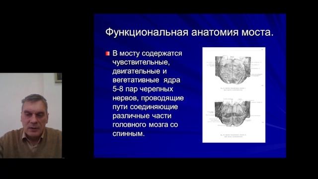 Развитие и функциональная анатомия ствола мозга
