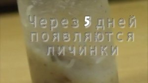 Биология. Дрозофилы. ФГОС.