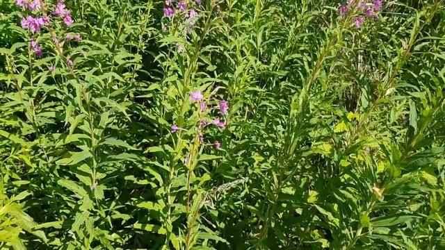 Иван-чай - растение, помогающее снять похмельный синдром смотреть онлайн