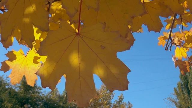 Волшебная мелодия Осени - Панфлейта. Magic melody Pan flute. смотреть онлайн